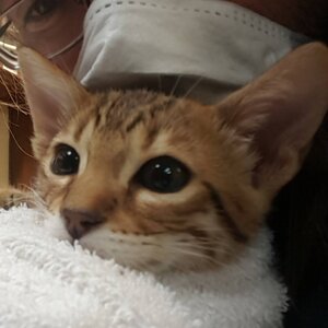 Close Up of Brown Kitten