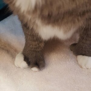 Extra Kitty Toes