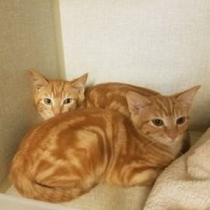 Two Yellow Cats in a Kitty Condo