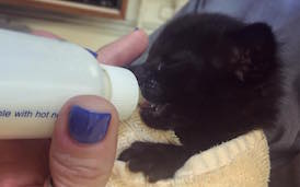 Baby Black Kitten being bottle fed