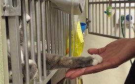Cat Reaching Paw thru cage to persons hand