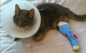 Brown Cat in cast and cone