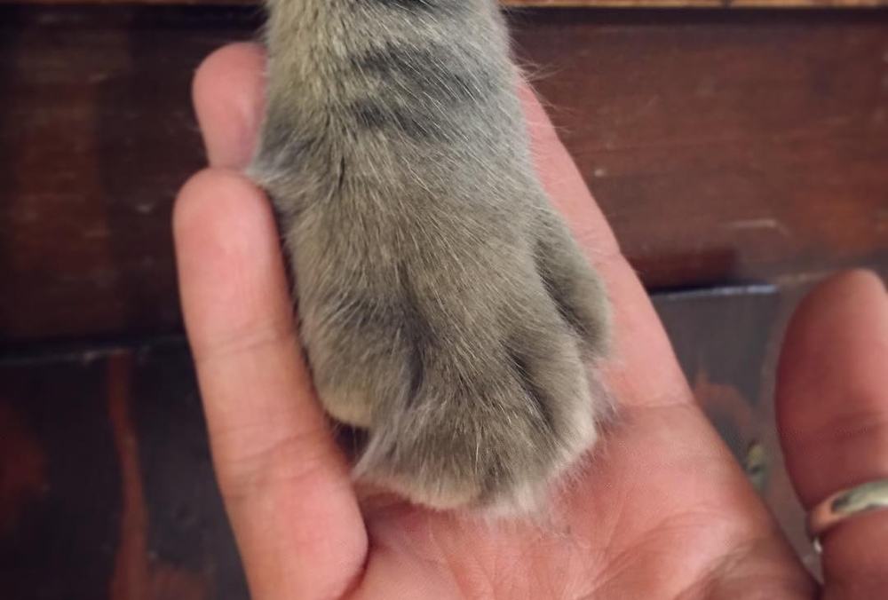 Cat Paw in a Hand