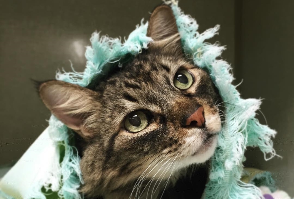 Cat Wrapped in Towel