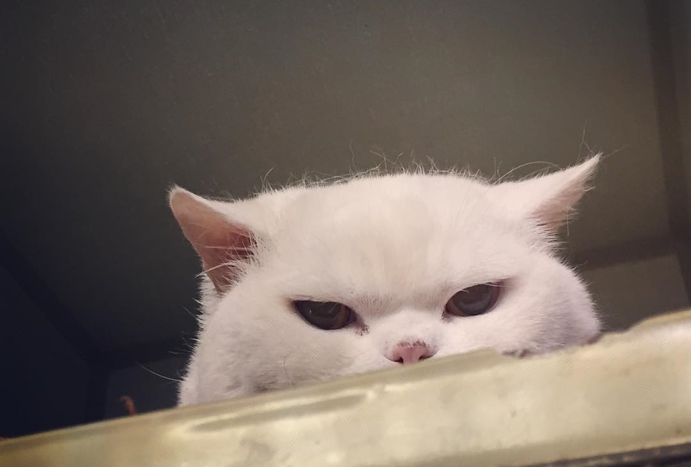 White Cat Peeking over Counter