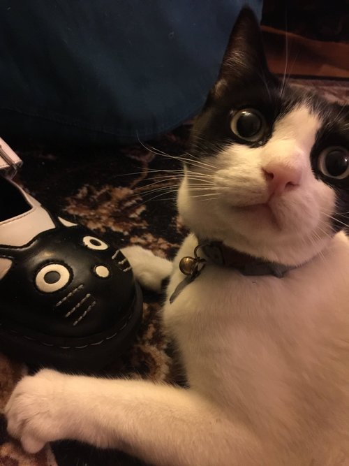 Black and White Cat With Toy