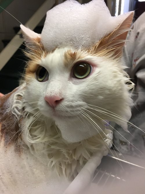 Yellow and White Cat Getting a Bath