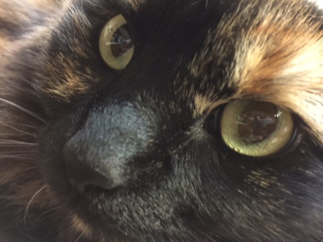 Close up of Black Cat